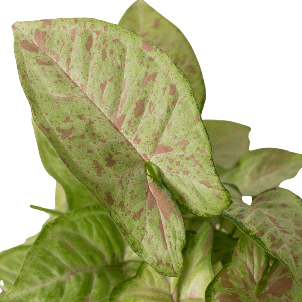 Close-up of green and pink-speckled Syngonium podophyllum leaves, showing their arrowhead shape and variegated pattern, isolated on a white background.