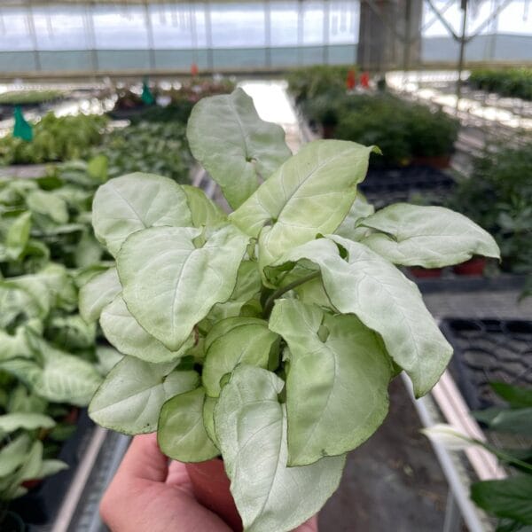 A hand holds a small potted plant with pale green leaves inside a greenhouse filled with other plants.