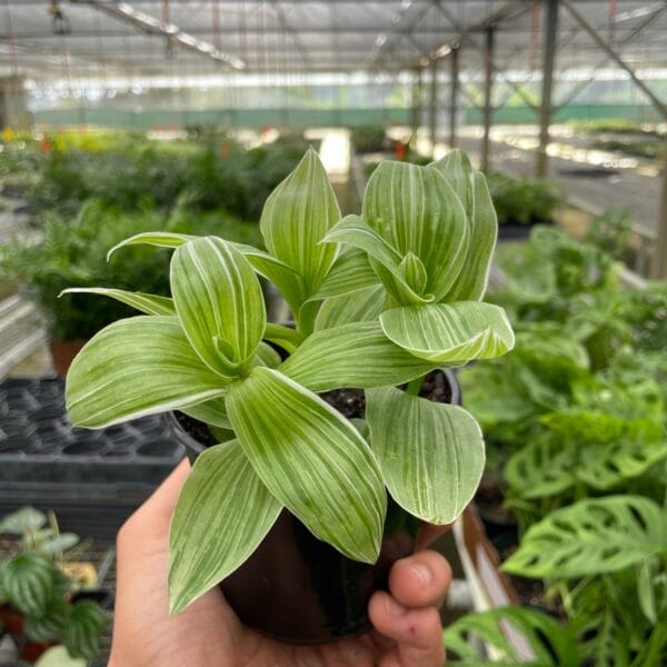A hand holds a small black pot containing a green plant with white-striped leaves inside a greenhouse filled with other plants.