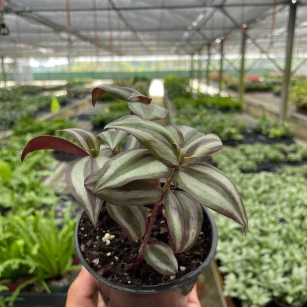 A hand holds a small black pot with a striped green and purple plant inside a greenhouse filled with various potted plants.