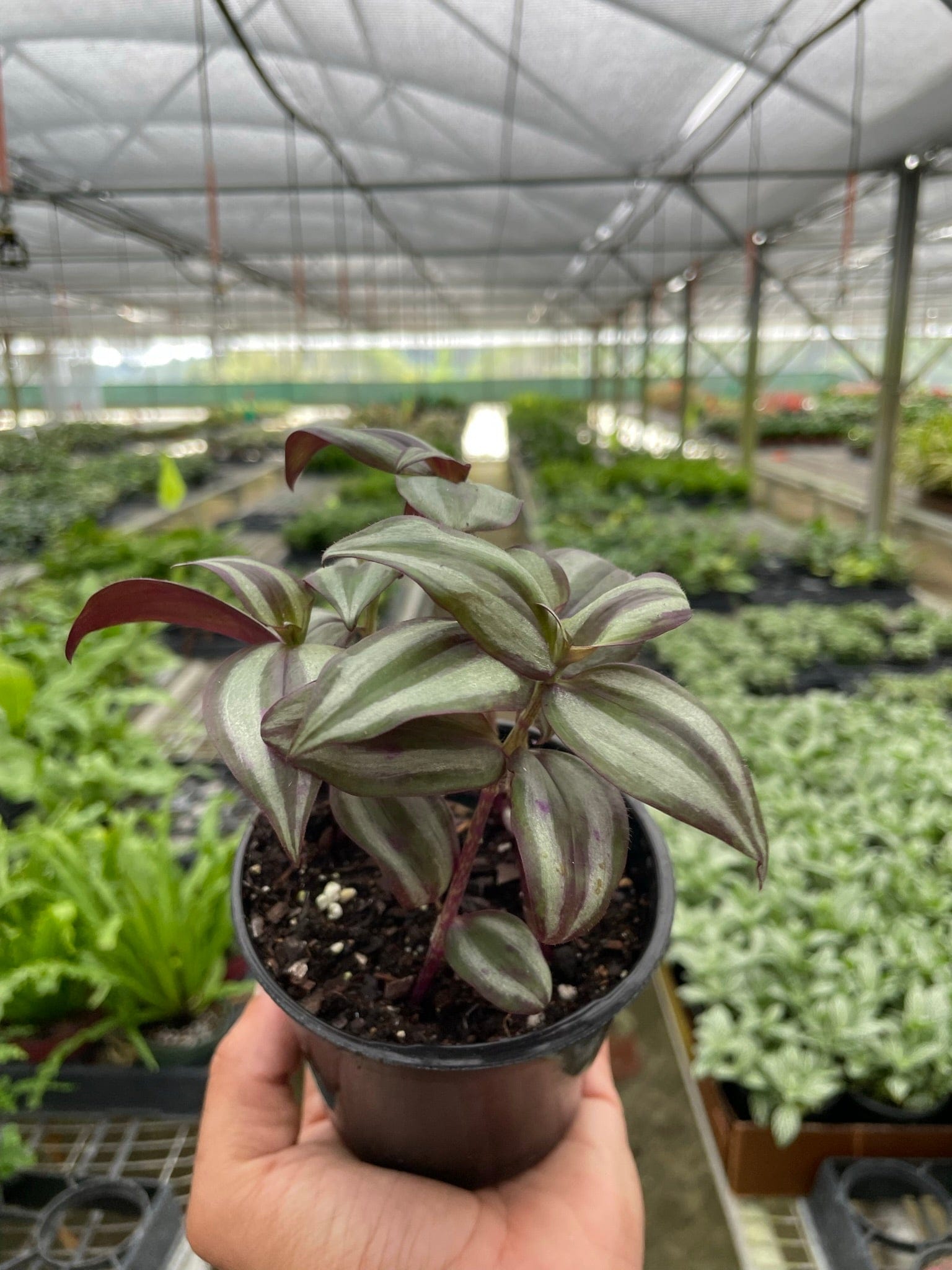 A hand holds a small black pot with a striped green and purple plant inside a greenhouse filled with various potted plants.