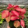 A hand holds a potted poinsettia with red and green leaves inside a greenhouse filled with various plants on metal shelves.