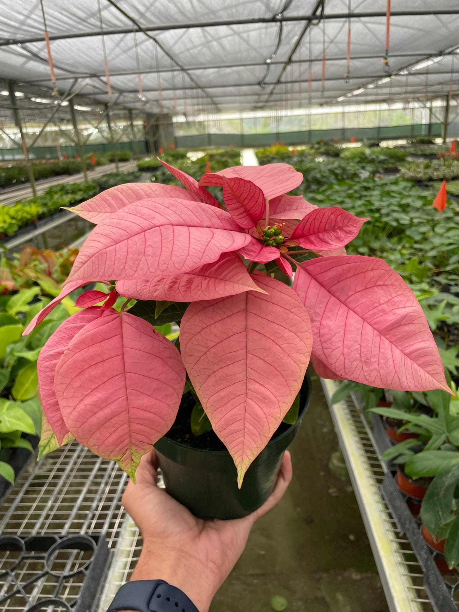 A person holds a potted poinsettia with pink leaves inside a greenhouse filled with various other plants on tables.