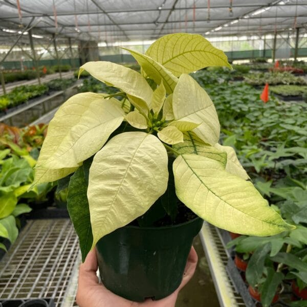 A hand holds a small potted plant with large pale yellow leaves inside a greenhouse filled with various other plants.