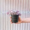 A hand holds a small black plastic pot containing a purple and green leafy plant, against a blurred vertical wooden background.