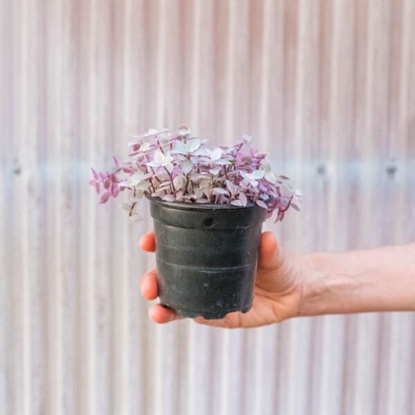 A hand holds a small black plastic pot containing a purple and green leafy plant, against a blurred vertical wooden background.