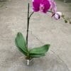 A potted orchid with bright pink flowers and large green leaves stands on a concrete floor in a greenhouse.
