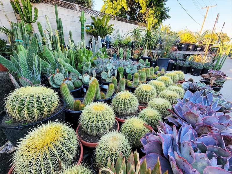 cactus and succulents cactus and succulent nursery in orange county