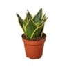 A potted snake plant with thick, upright green leaves edged in yellow, placed in a small brown plastic pot against a white background.