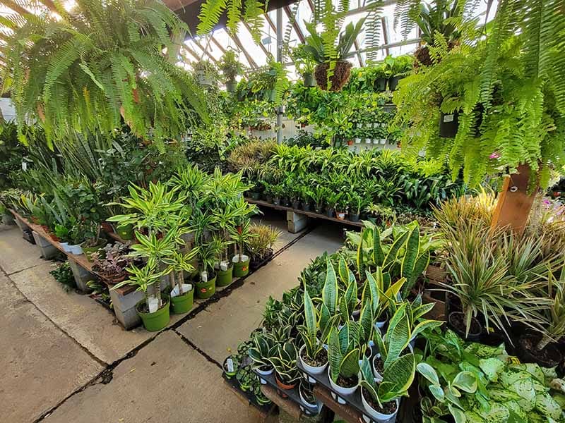greenhouse pic