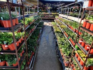 herbs and veggies 2