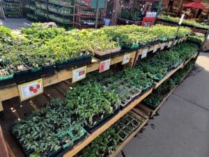 herbs and veggies 3