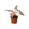 A small potted plant with green and pink leaves in a brown plastic pot, set against a white background.