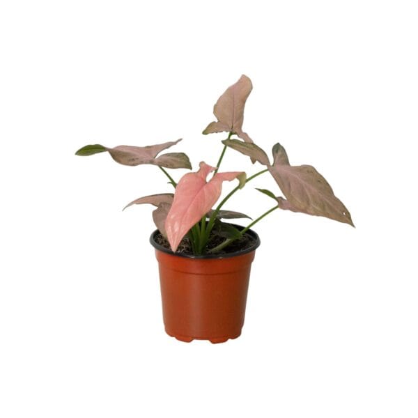A small potted plant with green and pink leaves in a brown plastic pot, set against a white background.