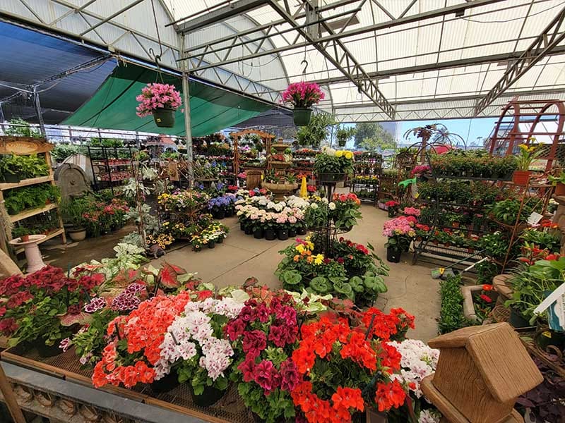 outdoor plants flowers spring at green thumb