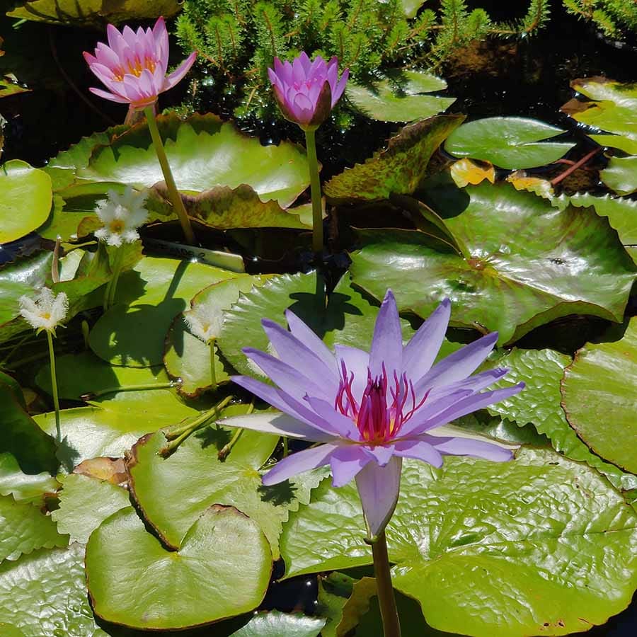 pond plants