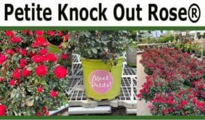 Three images show bright red Petite Knock Out Rose® plants in bloom, both in pots labeled "Meet Petite!" and arranged in rows at a garden center.