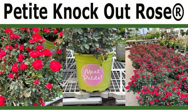 Three images show bright red Petite Knock Out Rose® plants in bloom, both in pots labeled "Meet Petite!" and arranged in rows at a garden center.