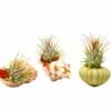 Three air plants are displayed, each placed in a different shell: a pink clam shell, a spiky conch shell, and a green sea urchin shell, on a white background.