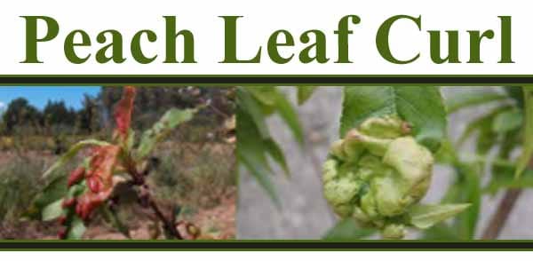Peach Leaf Curl on peach trees and nectarine