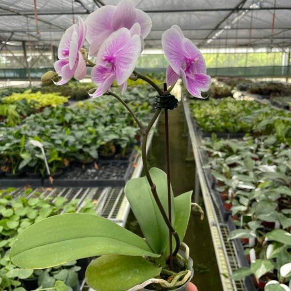 A person holds a small potted orchid with pink and white flowers inside a greenhouse filled with various plants.