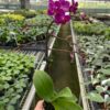 A hand holds a potted orchid with vibrant purple flowers inside a greenhouse filled with rows of various plants.