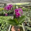 A hand holds a potted purple orchid with white edges inside a large greenhouse filled with various green plants.