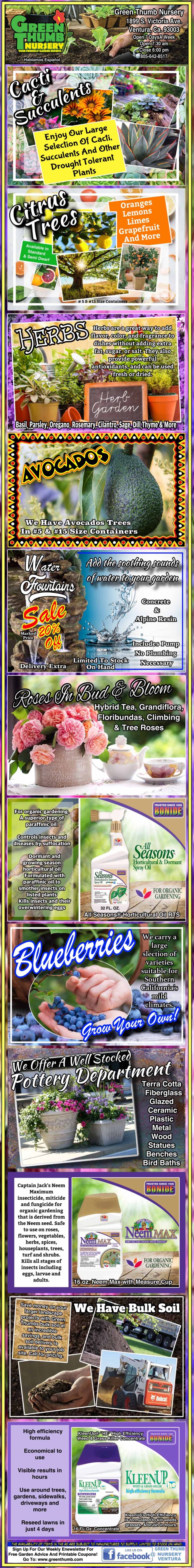 Vertical infographic featuring blueberry plant care tips, organic soil and fertilizer recommendations, nutrition info, and benefits of consuming blueberries.