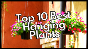 Two hanging flower baskets in front of a textured orange wall with the text "Top 10 Best Hanging Plants" in bold white letters over the image.