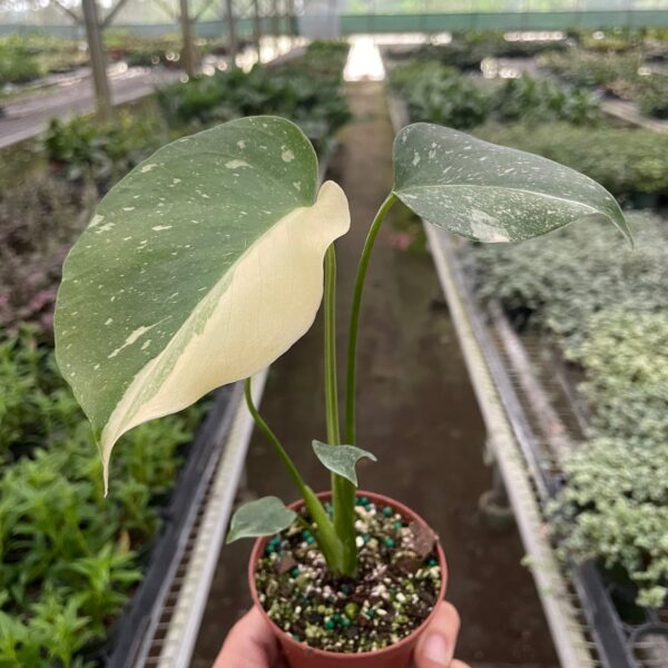 A hand holds a small potted variegated plant with green and white leaves inside a greenhouse filled with various plants on tables.