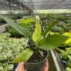 A hand holding a small potted plant with green foliage inside a greenhouse filled with rows of various plants.
