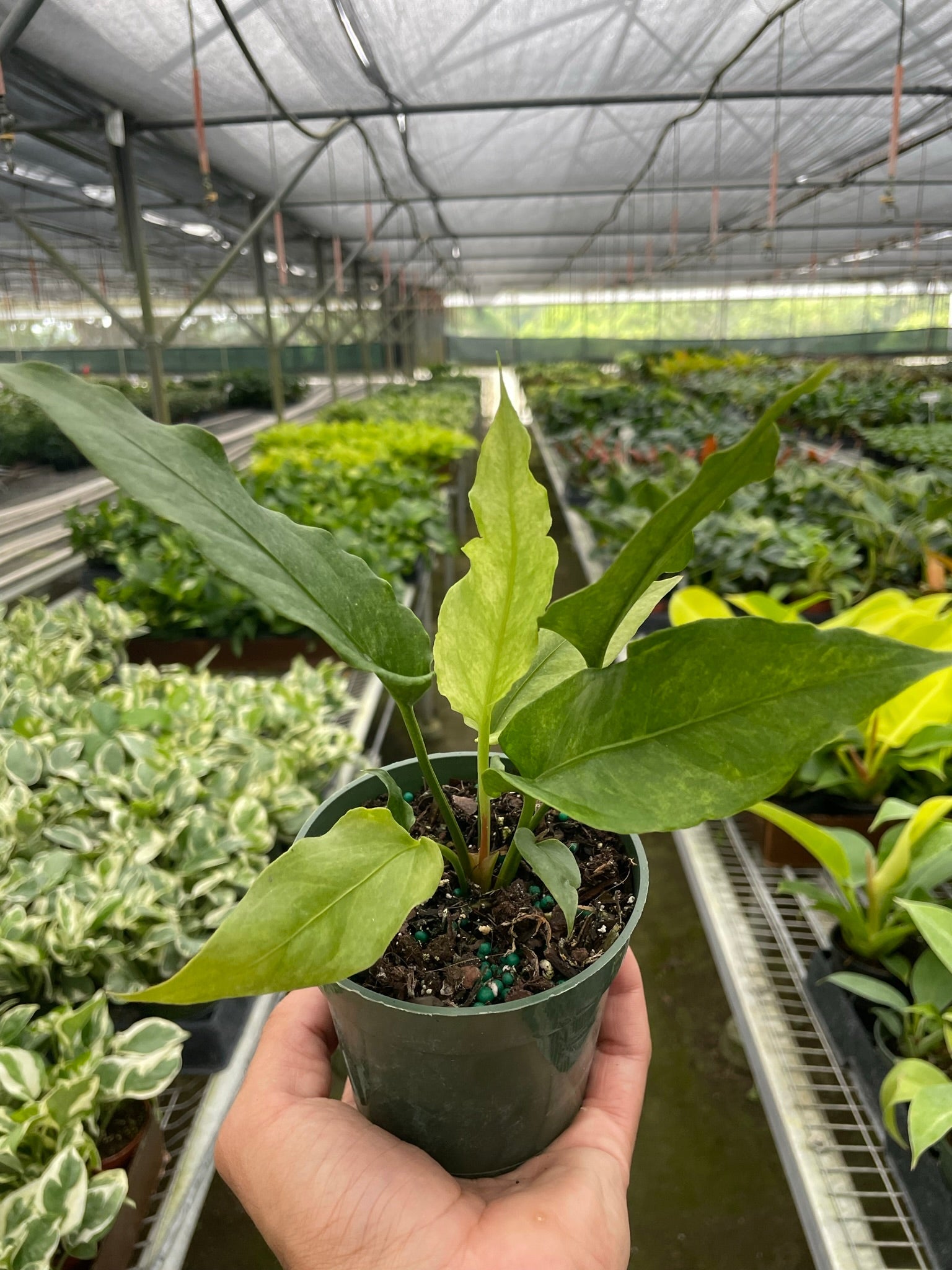 A hand holding a small potted plant with green foliage inside a greenhouse filled with rows of various plants.