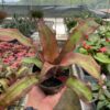 A hand holding a potted bromeliad with green and reddish leaves inside a greenhouse, surrounded by other plants on metal shelves.
