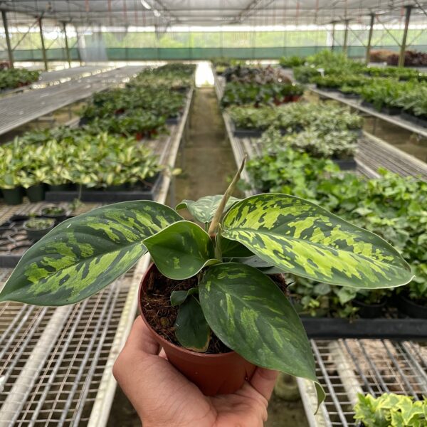 A hand holding a small potted plant with variegated green leaves inside a large greenhouse filled with rows of various plants.
