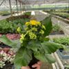 A hand holds a potted plant with green leaves and yellow flower buds inside a greenhouse filled with various plants on metal shelves.