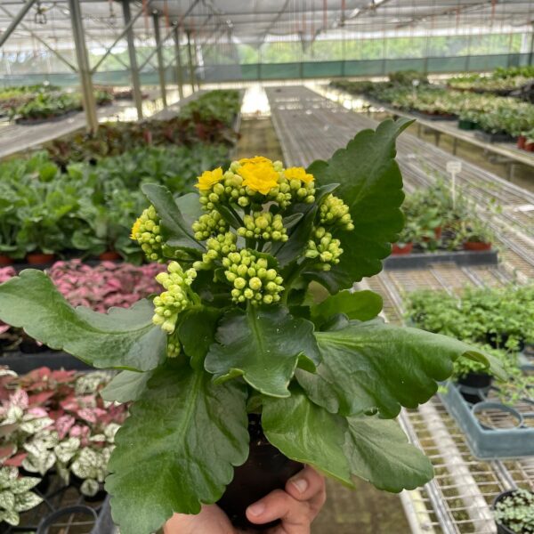 A hand holds a potted plant with green leaves and yellow flower buds inside a greenhouse filled with various plants on metal shelves.