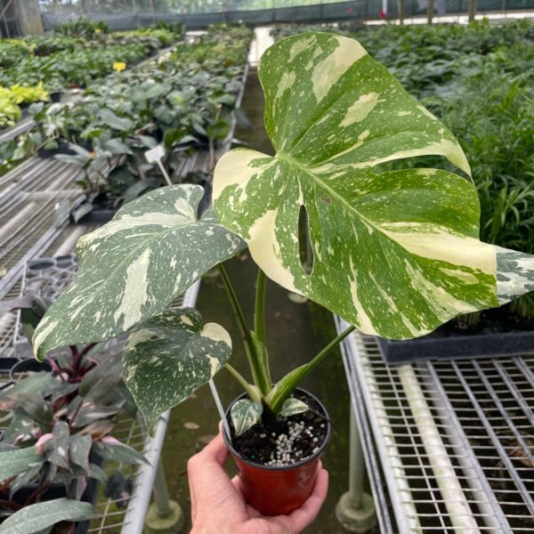 A hand holds a potted variegated Monstera plant with green and white leaves inside a greenhouse filled with other plants.