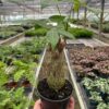 A hand holds a potted Money Tree (Pachira aquatica) inside a greenhouse with various other plants in the background.