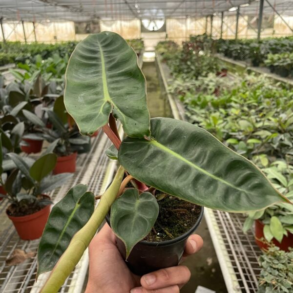 A hand holds a potted plant with large green leaves in a greenhouse filled with various other potted plants on shelves.