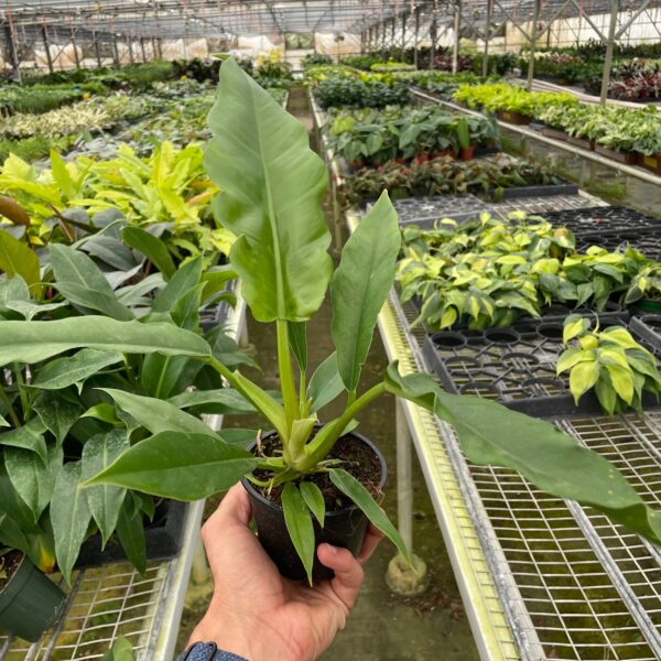 A hand holds a small potted plant inside a large greenhouse filled with rows of various green plants on metal shelves.