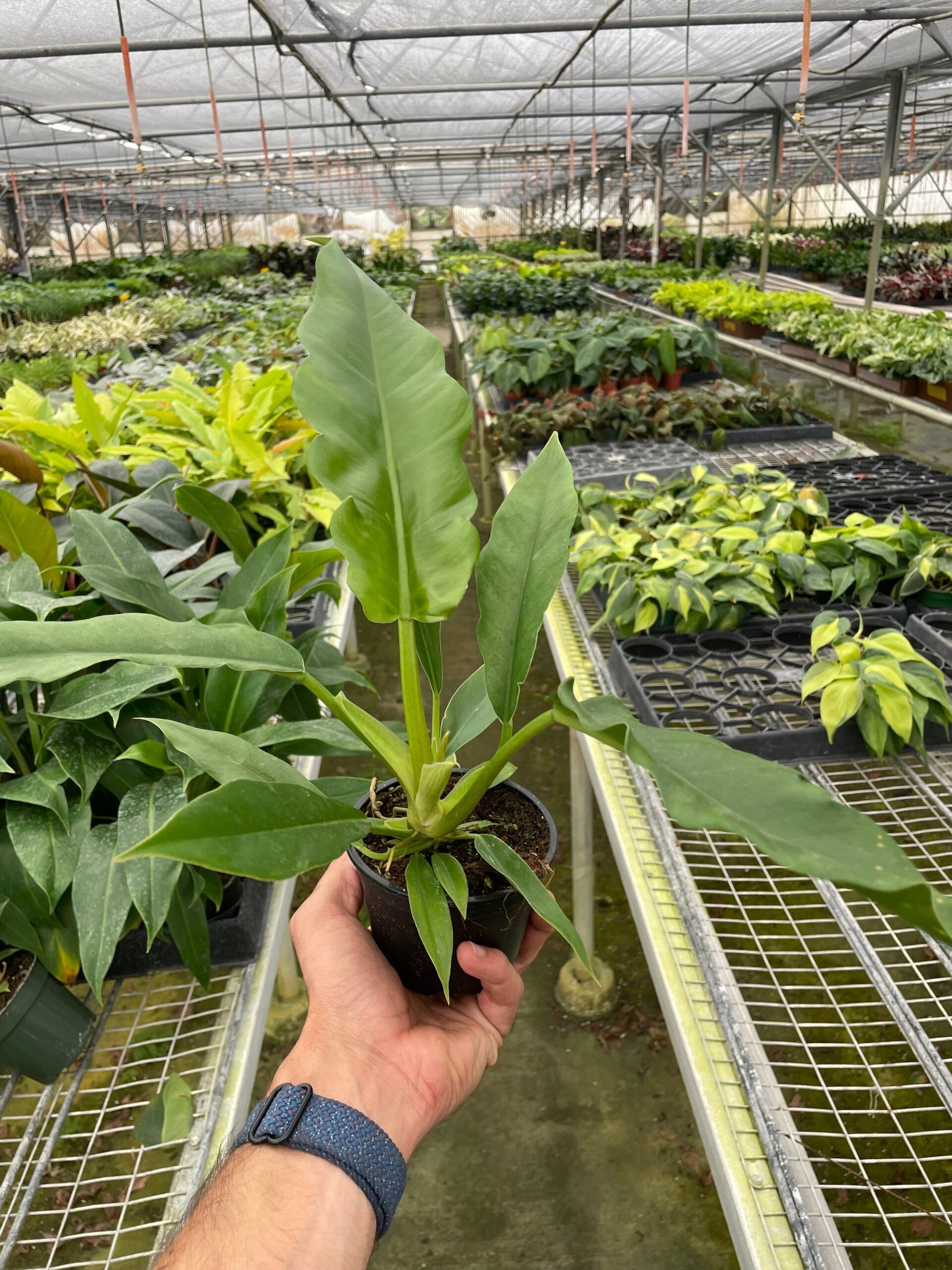 A hand holds a small potted plant inside a large greenhouse filled with rows of various green plants on metal shelves.