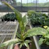 A hand holds a potted variegated plant inside a greenhouse, with rows of similar potted plants on metal shelves in the background.