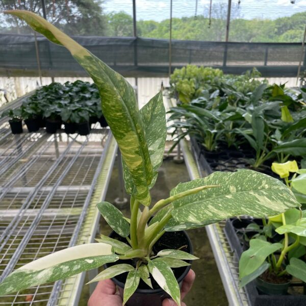 A hand holds a potted variegated plant inside a greenhouse, with rows of similar potted plants on metal shelves in the background.