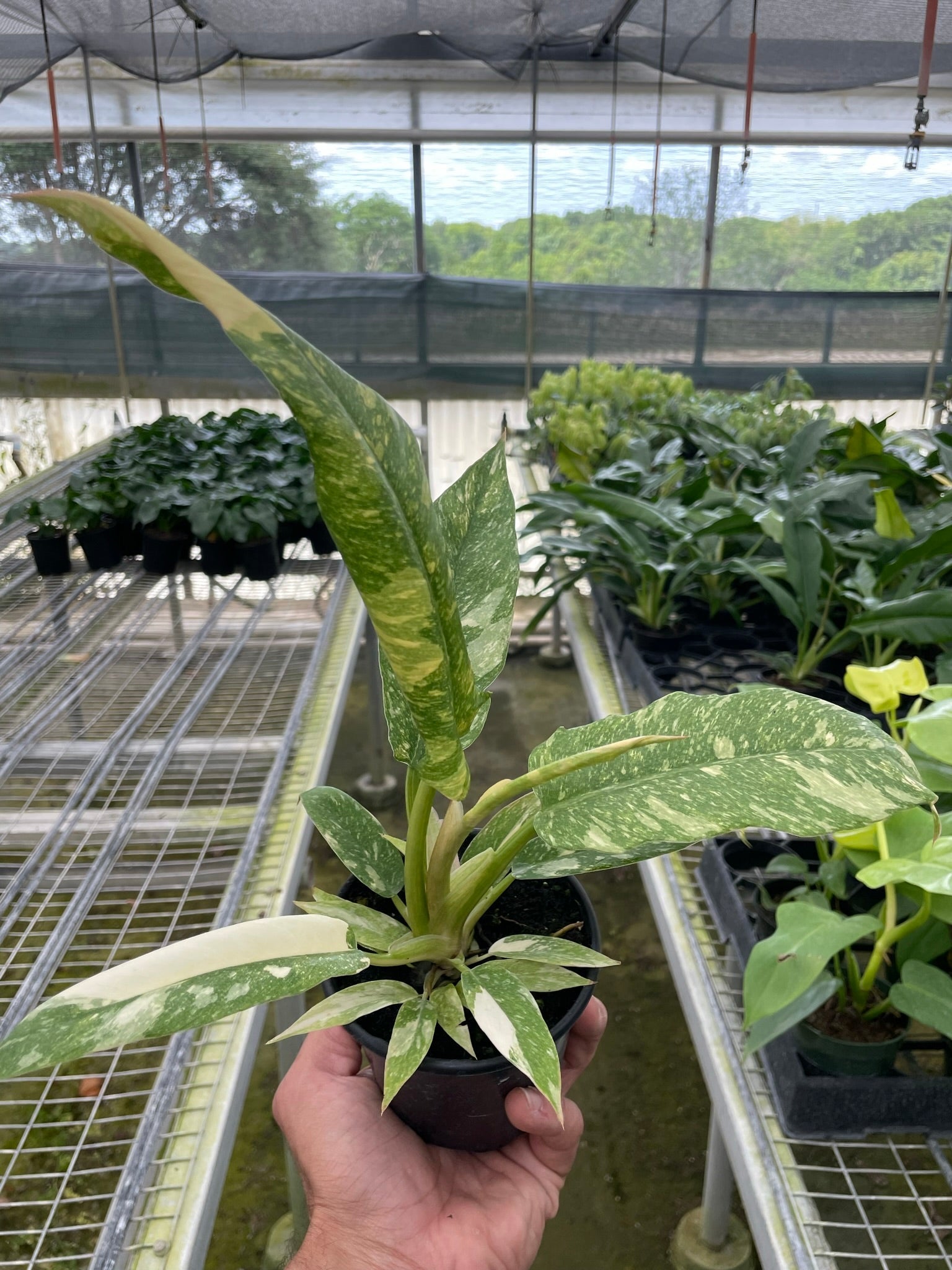 A hand holds a potted variegated plant inside a greenhouse, with rows of similar potted plants on metal shelves in the background.