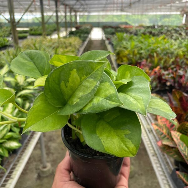 A hand holds a small potted plant with broad green leaves inside a greenhouse filled with various other plants.