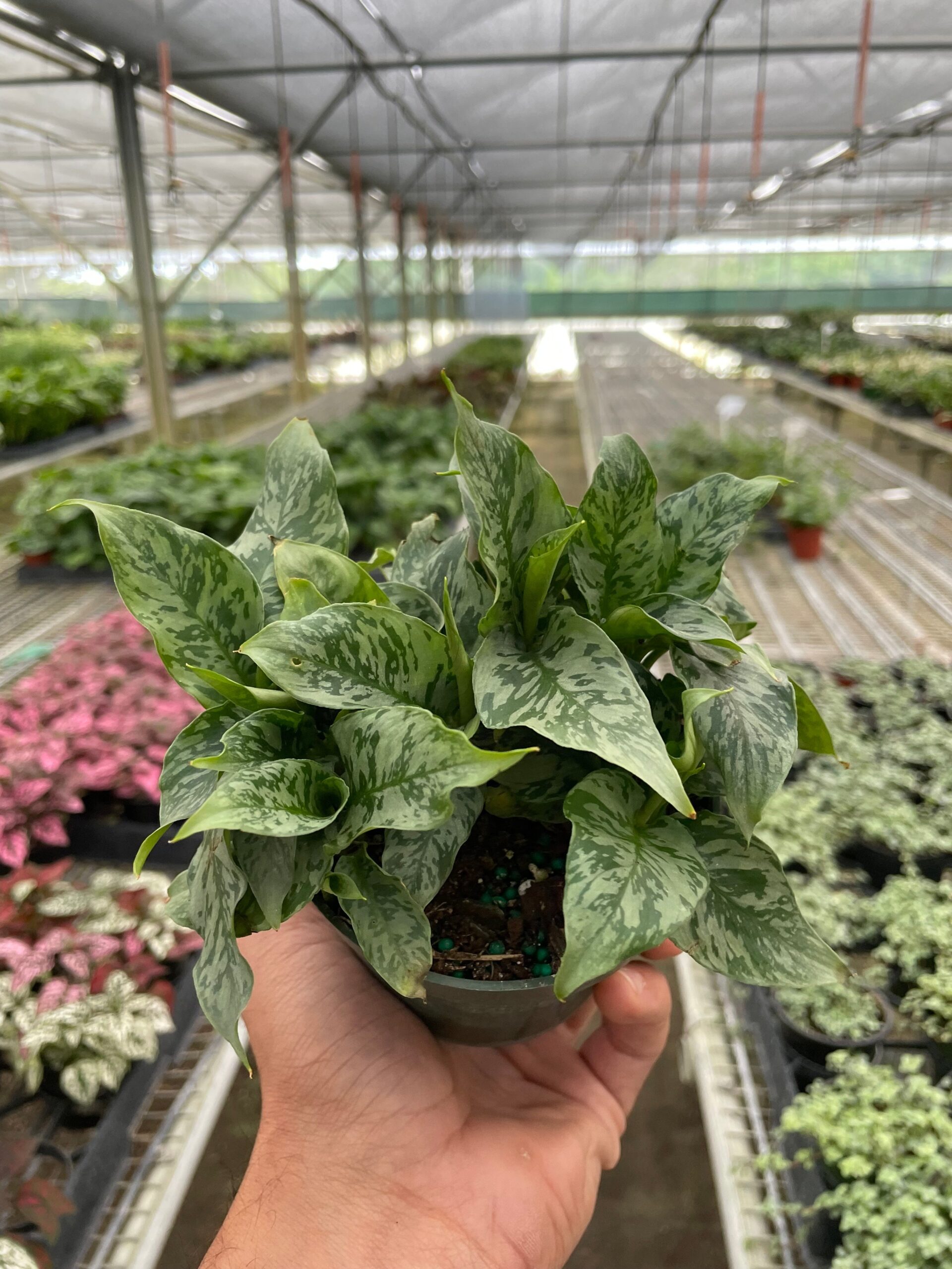 House Plant Dropship Schismatoglottis Thailand - Thumbnail 3