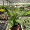 A hand holds a potted green plant inside a greenhouse with rows of various plants on metal tables in the background.