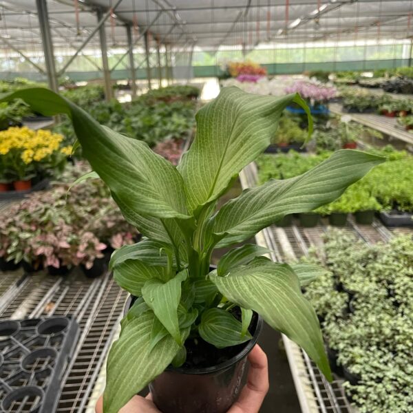 A hand holds a potted green plant inside a greenhouse with rows of various plants on metal tables in the background.