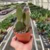 A hand holds a small potted cactus inside a greenhouse filled with various other potted plants on metal shelves.