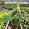 A hand holds a potted green plant with variegated leaves inside a greenhouse filled with rows of various other plants.